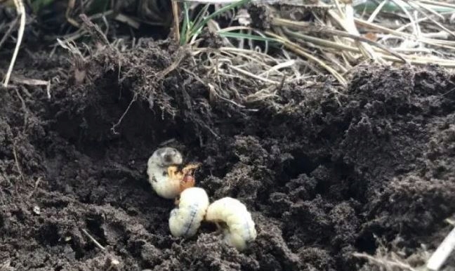 Agrecol GRAMMINI-LIMIT 10 g 394