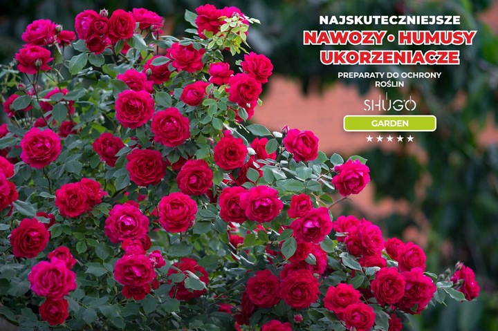 Nawóz do Róż 5 kg SHUGO