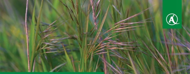 FUSILADE FORTE 150EC 1L CHWASTNICA PERZ MIOTŁA ŚRODEK CHWASTOBÓJCZY CHWASTY