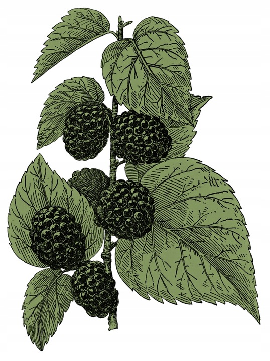 Chlorofil z morwy białej KONCENTRAT krople 30 ml