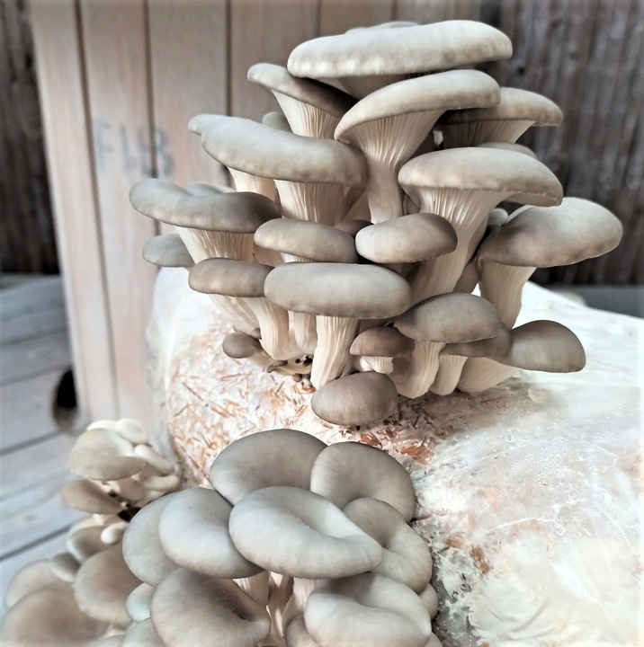 GRZYBNIA BOCZNIAKA DUŻY BALOT kostka około 15kg