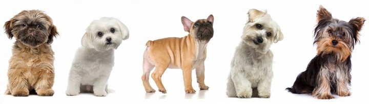 Olej z Łososia dla psa 1l Gold dog 100% łosoś