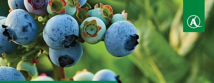 FUSILADE FORTE 150EC 1L CHWASTNICA PERZ MIOTŁA ŚRODEK CHWASTOBÓJCZY CHWASTY