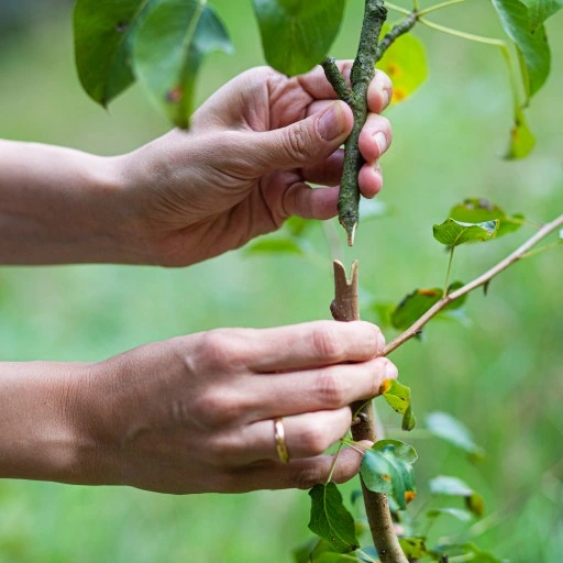 Sekator DO SZCZEPIEŃ okulizacji drzew + taśma