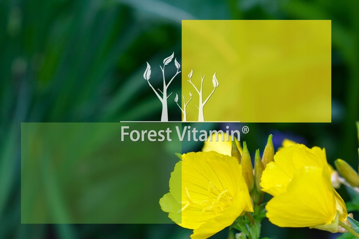 MOCNY OLEJ Z NASION WIESIOŁKA GLA 9% LA 85% + WITAMINA E 180 kapsułek