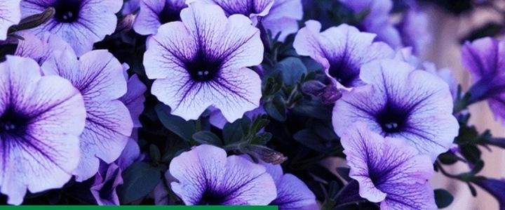 ROSAHUMUS 1kg nawóz organiczny kwasy humusowe POTAS POPRAWIA JAKOŚĆ GLEBY