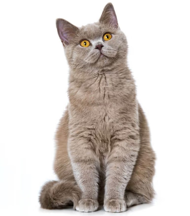 Feliway Classic Feromony wkład 48ml