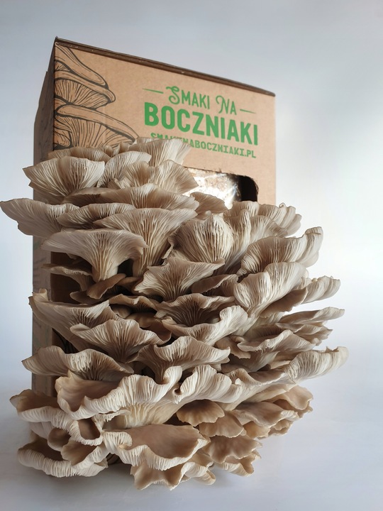 Grzybnia do uprawy domowej boczniak łyżkowaty