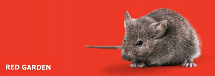 MYSZOŁAPKA ŻYWOŁAPKA PUŁAPKA ŁAPKA NA MYSZY I SZCZURY CHWYTACZ