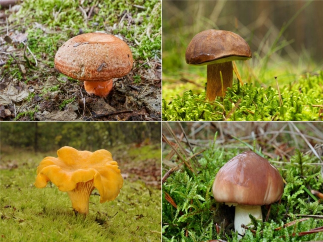 Żywa Grzybnia Iglaste - Borowik Maślak Rydz Kurka