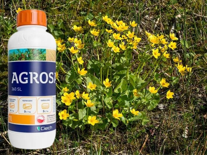 AGROSAR 360SL ŚRODEK CHWASTOBÓJCZY NA CHWASTY perz wiechliny mlecz 1l Ciech