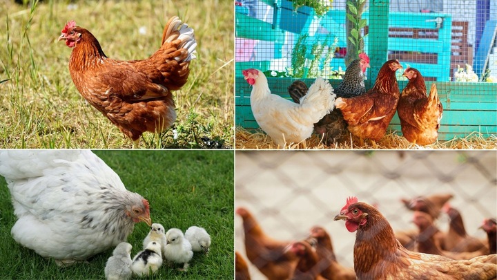 PULMO-MAX 250ml na kichanie i kaszel, układ oddechowy dla drobiu i zwierząt