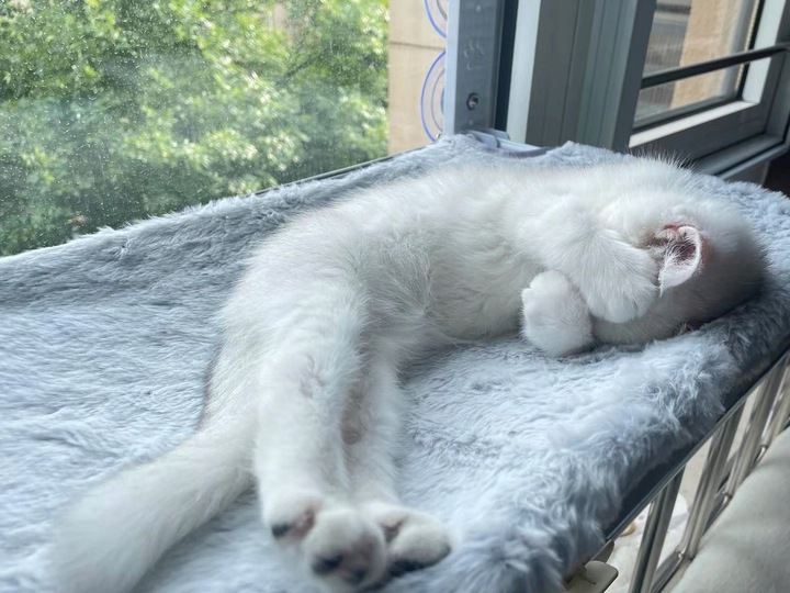 Hamak dla kota do okna – legowisko 52×30, idealne do obserwacji otoczenia!