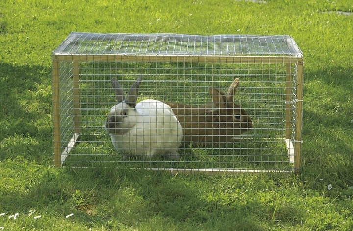 Siatka Hodowlana Metalowa Powlekana 0,5x5m 13x13mm 50cm Rabatowa Ogrodowa