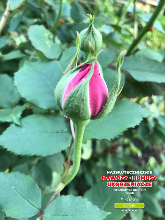 Nawóz do Róż 5 kg SHUGO