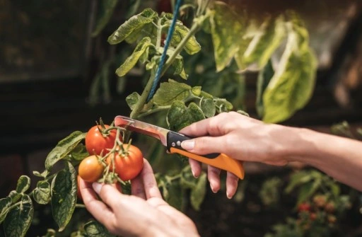 FISKARS / Nóż składany X-series K80 / Idealny do zbioru warzyw i owoców