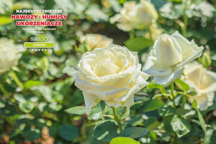 Nawóz do Róż 5 kg SHUGO