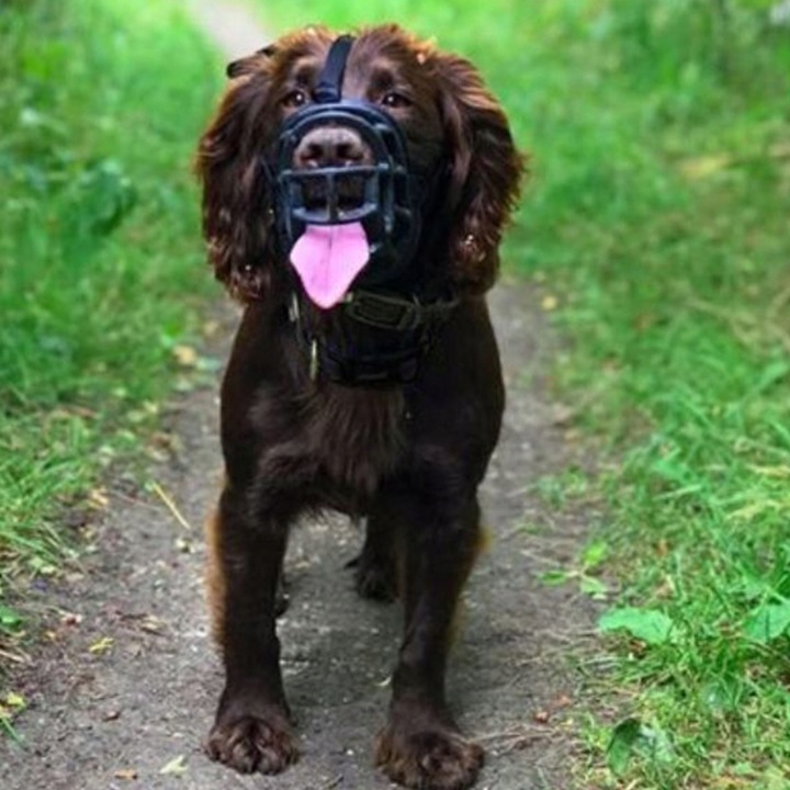 BASKERVILLE ULTRA 3 MUZZLE Kaganiec FIZJOLOGICZNY dla Psa LEKKI M 27/7cm