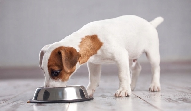 BRIT CARE Hypoallergenic Senior Lamb 12kg