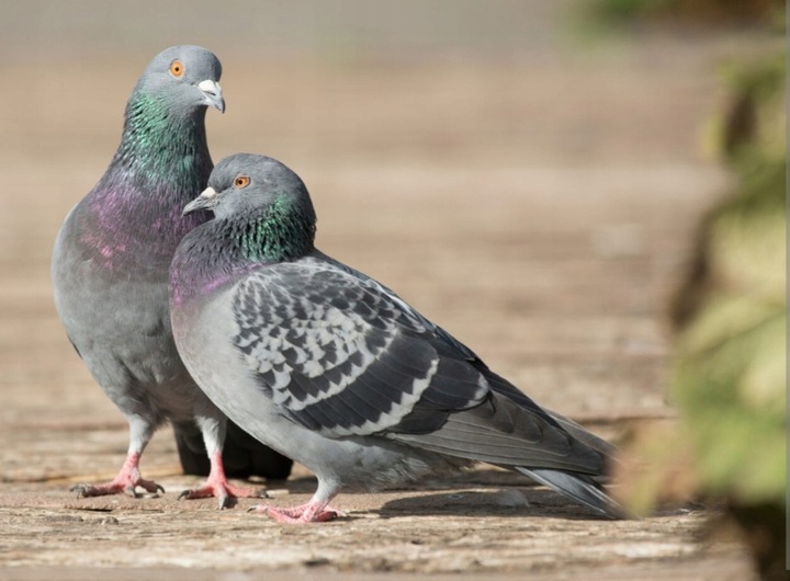 SUCHA DEZYNFEKCJA kurnika obory gołębnika Dezynfekant LIDER 25KG