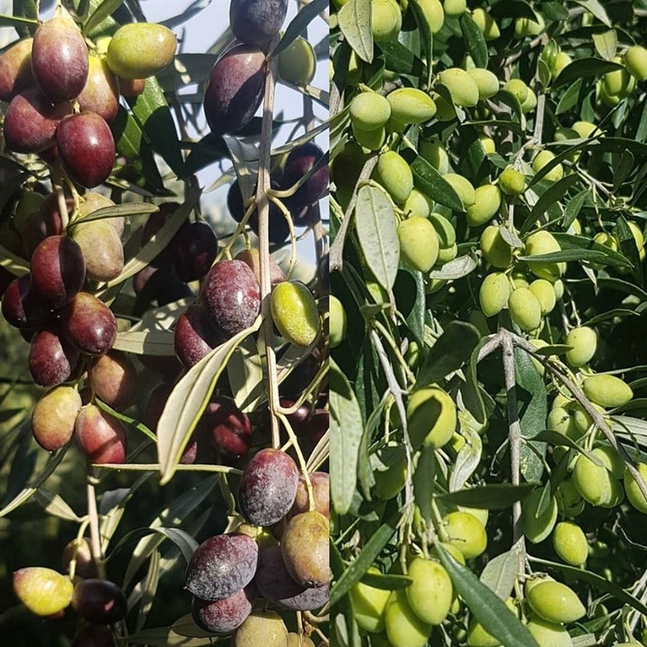 Oliwa Extra Virgin Physis of Crete 5l 0,2% świeża dostawa