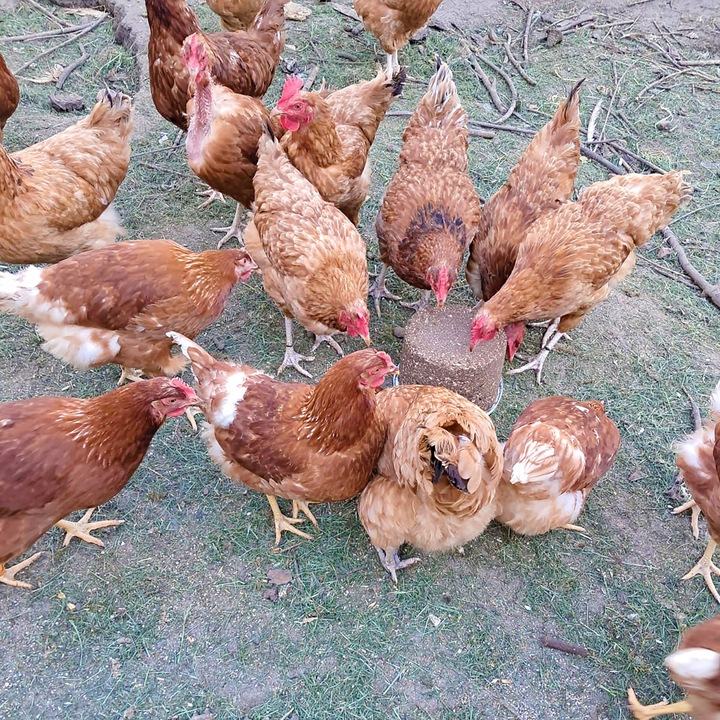 Dziobak dla kur PECKIT 4kg witaminy dla kur niosek na kanibalizm z muszlami