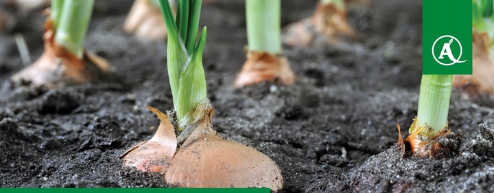 FUSILADE FORTE 150EC 1L CHWASTNICA PERZ MIOTŁA ŚRODEK CHWASTOBÓJCZY CHWASTY