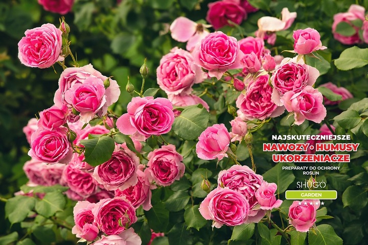 Nawóz do Róż 5 kg SHUGO