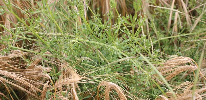 ROUNDUP RANDAP NA CHWASTY chwastobójczy glifosat koncentrat 2x1L BAYER