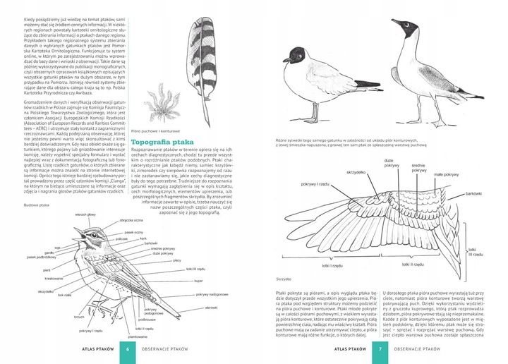 ATLAS PTAKÓW PTAKI POLSKI 250 GATUNKÓW TWARDA OPRAWA KSIĄŻKA NA PREZENT