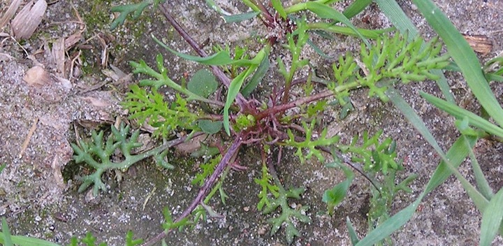 ROUNDUP RANDAP NA CHWASTY chwastobójczy glifosat koncentrat 2x1L BAYER