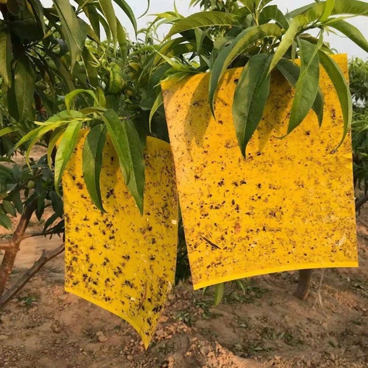 ŻÓŁTE LEPY DO DONICZEK ziemiórki OWADY skuteczne