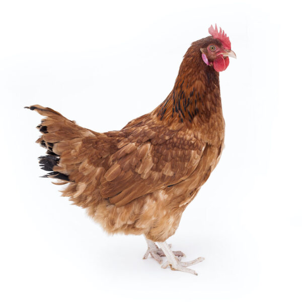 Pasza karma dla kur niosek 25kg Nioska Piast Pełnoporcjowa Witaminowa