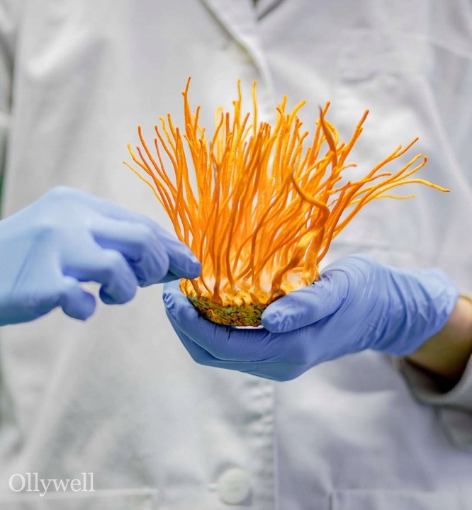 Polski Lion's Mane i Cordyceps od Ollywell Krople Silny ekstrakt Adaptogen