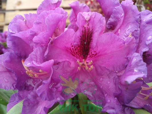 Nawóz do HORTENSJI 2,5kg Sumin, optymalny skład, obfite kwitnienie