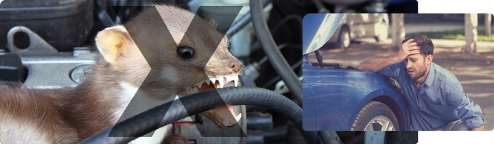 SAMOCHODOWY ODSTRASZACZ GRYZONI KUN SZCZURÓW MYSZY SKUTECZNY I BEZPIECZNY