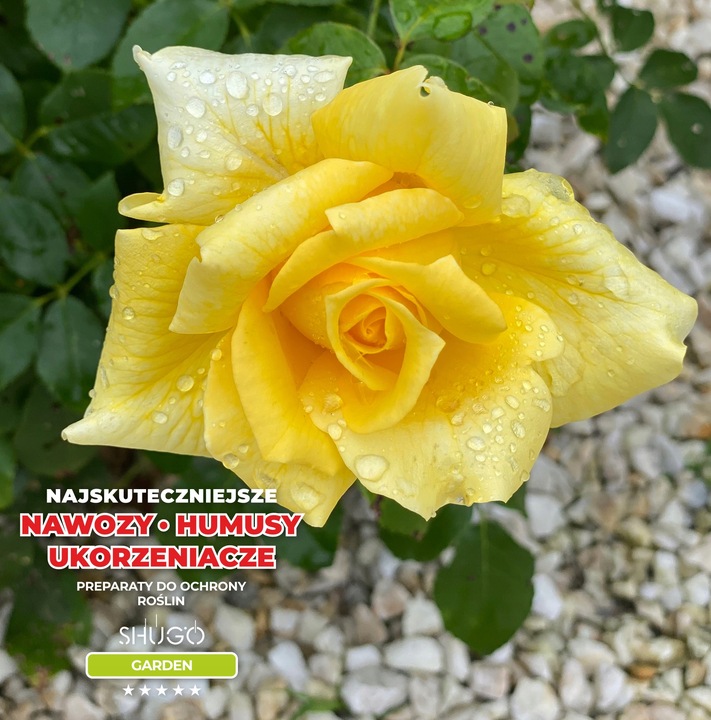 Nawóz do Róż 5 kg SHUGO