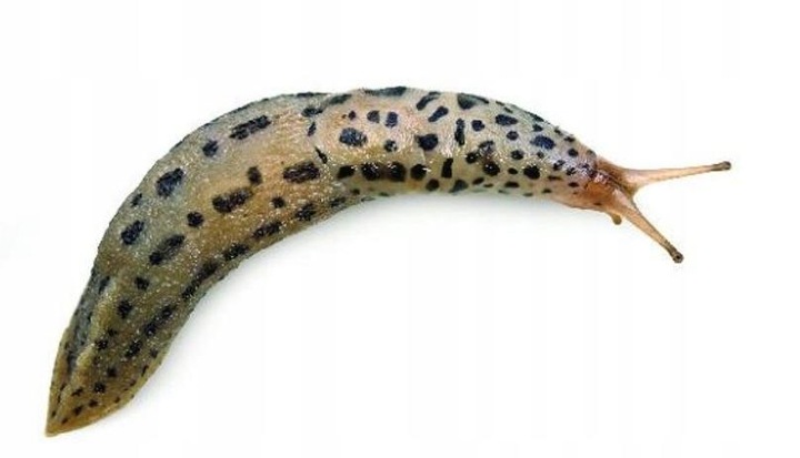 BROS SNACOL 1kg środek trutka na ślimaki (butelka)