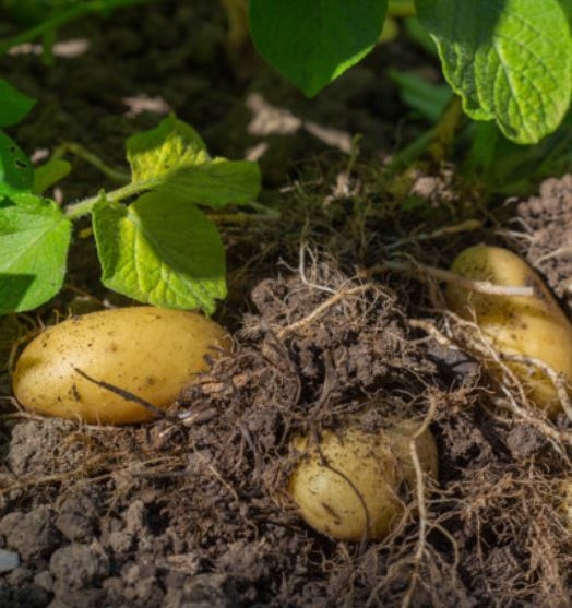 AZOPLON NPK 10-5-5 20kg NAWÓZ AZOT FOSFOR POTAS DO PLONVIT ADOB UNIWERSALNY