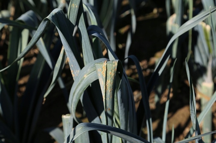 AMISTAR środek grzybobójczy szara pleśń mączniak rdza alternarioza 50ml