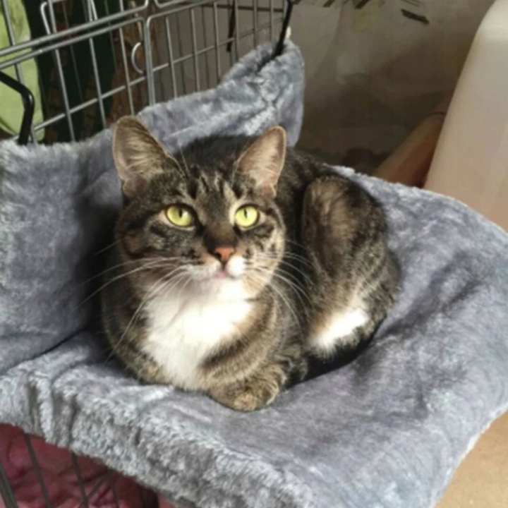 LEGOWISKO WISZĄCE PLUSZOWE HAMAK DLA KOTA NA KALORYFER BALKON