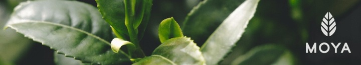 Moya Matcha Codzienna japońska zielona herbata sproszkowana BIO 30g