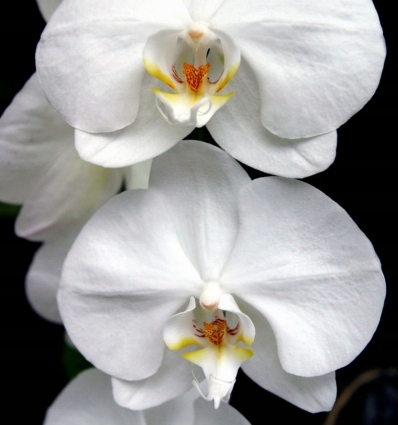 YODEYMA Paris_HARPINA Eau de Parfum EDP 50 ml