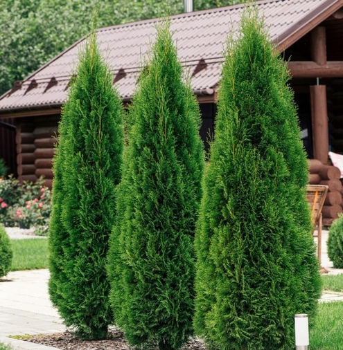 WIOSENNY nawóz do iglaków TUI10 KG SOLIDNY SZTRZAŁ W KOLORZE ZIELONE IGLAKI