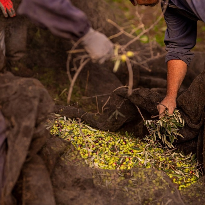 Guglielmi Monogram Bio Oliwa Extra Virgin 500ml