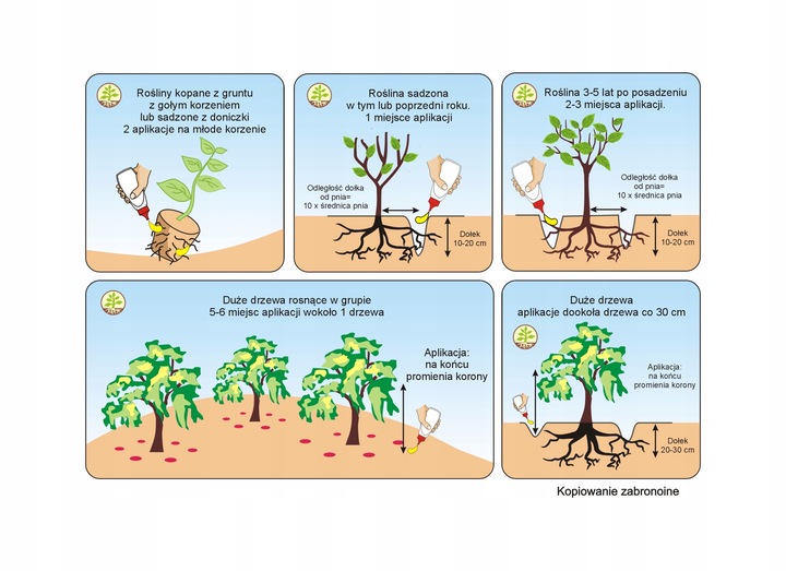 Mikoryza dla drzew liściastych