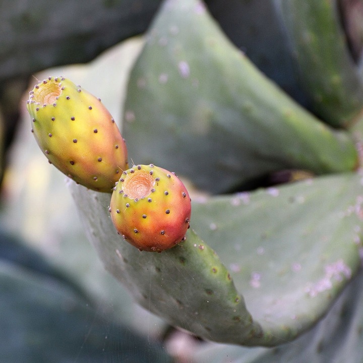 HYDROLIGHT - Pomaga Usuń Nadmiar Wody 100 tabletek na Pozbycie się Wody