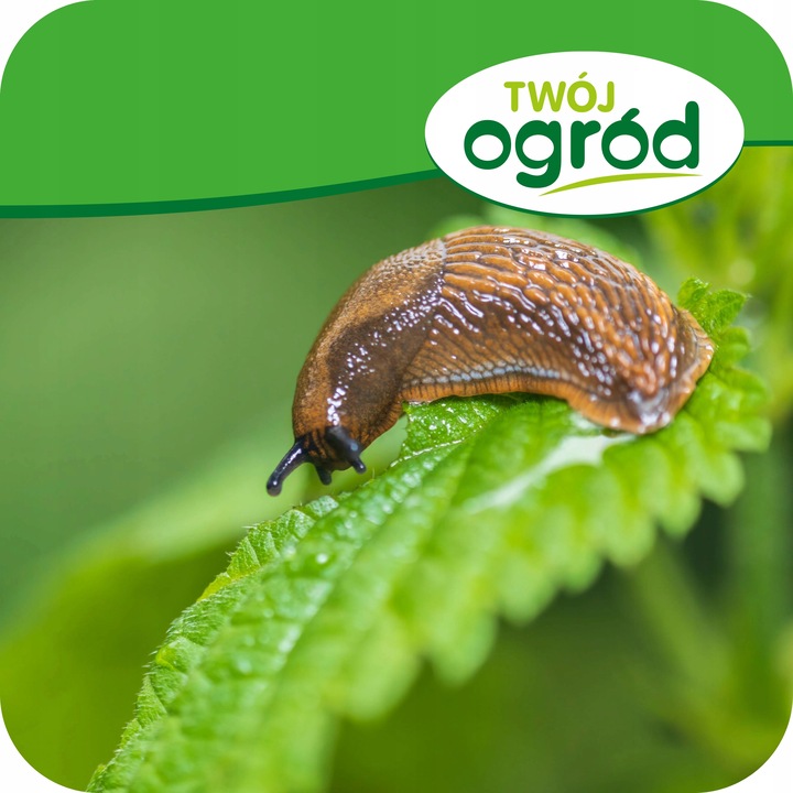 TRUTKA NA ŚLIMAKI ŚRODEK NA ŚLIMAKI 1KG GRANULAT LIMA ORO 5GB