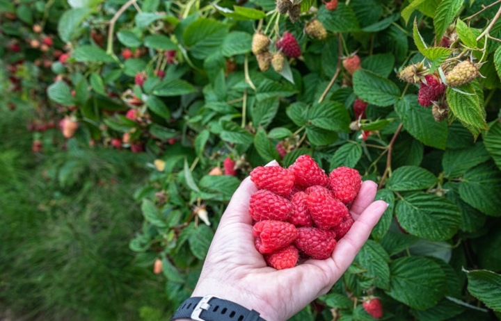 LINIA KROPLUJĄCA NAWADNIANIE KROPELKOWE 50m+ 56el. WĄŻ KROPELKUJĄCY MOCNY
