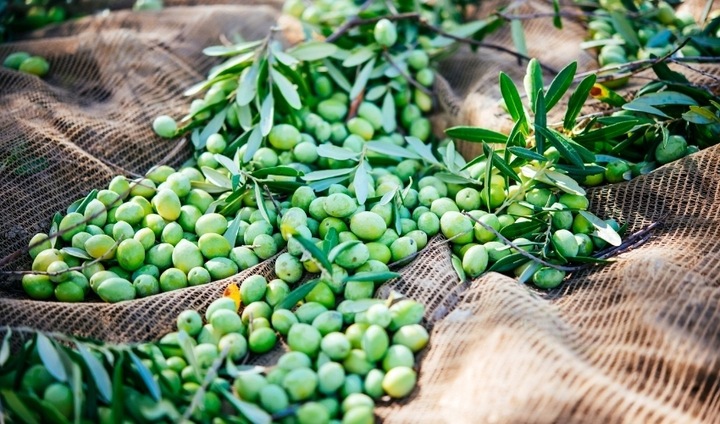 Włoska oliwa extra vergine z Sycylii 3L|Olio Mio ŚWIEŻY ZBIÓR 10-11.2024